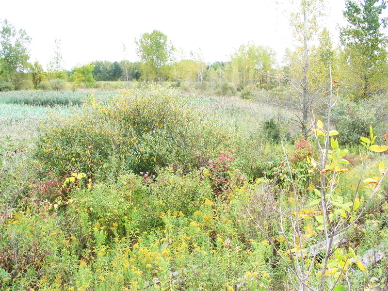 Sept 2004 photo Thunder Road Speedway, Cass City
